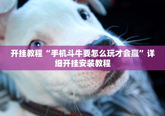 开挂教程“手机斗牛要怎么玩才会赢”详细开挂安装教程